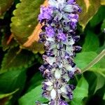 Salvia farinacea Flower