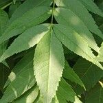 Fraxinus excelsior 葉