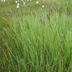 Carex nigra Habit