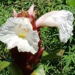 Hellenia speciosa Λουλούδι