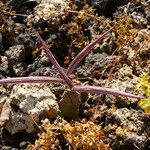 Caralluma burchardii Plod