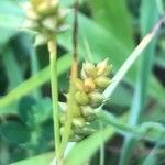 Carex punctata Fruitua