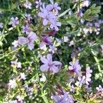 Plumbago europaea Kwiat