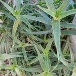 Aloiampelos striatula برگ