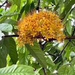 Saraca indica Flower