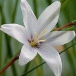 Gladiolus quadrangulus Flower