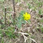 Euphorbia cyparissias Flower