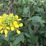 Sinapis arvensis Fula
