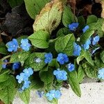 Omphalodes verna Flower