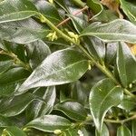 Sarcococca confusa Liść