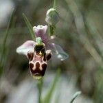 Ophrys scolopax Lorea
