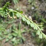 Biserrula pelecinus Leaf