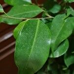 Ficus benjaminaBlatt