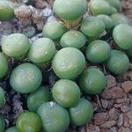 Conophytum truncatum Habit