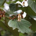 Piliostigma thonningii Λουλούδι