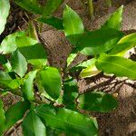 Melicoccus bijugatus Leaf