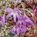 Colchicum lusitanum 花