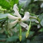 Tabernaemontana amygdalifolia Kvet
