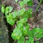 Peperomia pellucida Blad