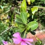 Catharanthus roseus Folla