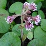 Petasites pyrenaicus Blomma