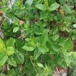 Lonicera tatarica Leaf