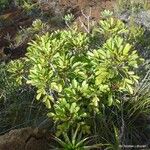 Soulamea trifoliata Habit