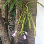 Dendrobium victoriae-reginae Blomst