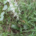 Platanthera bifolia عادت داشتن