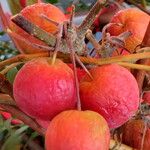 Malus baccata Fruit