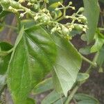 Cissus verticillata Ліст