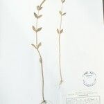 Elsholtzia densa Other