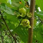 Bellucia pentamera Fruit