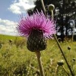 Cirsium canum Blüte