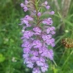 Platanthera psycodes Blüte