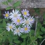 Aster ageratoides Кветка