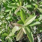 Salix pedicellata Lehti