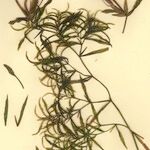 Potamogeton gramineus Hábito