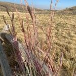 Andropogon gerardi Leaf