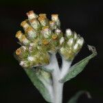 Pseudognaphalium stramineum Λουλούδι