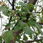 Commiphora samharensis Blad