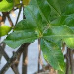 Allamanda blanchetii Leaf