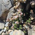 Saxifraga biflora Hábitos