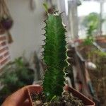 Euphorbia trigona Fulla