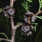 Cupressus pendula Frucht