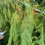 Cupressus nootkatensisList