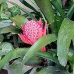Billbergia pyramidalis Flower