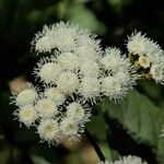 Ageratina adenophora Λουλούδι