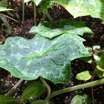 Podophyllum cv. 'Kaleidoscope' Folha