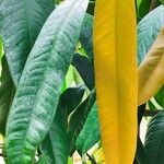Bouea macrophylla Leaf